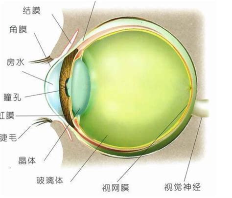 眼球形狀|眼球剖析 